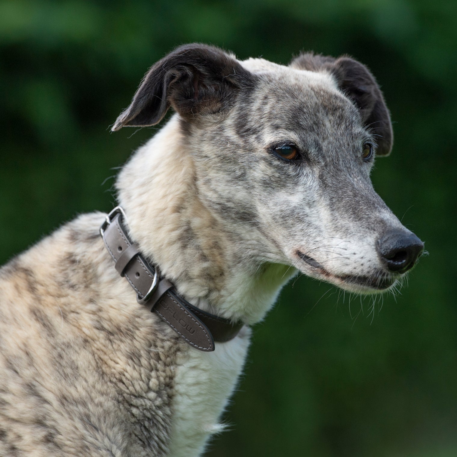 Magnetic Dog Collar Grey Leather